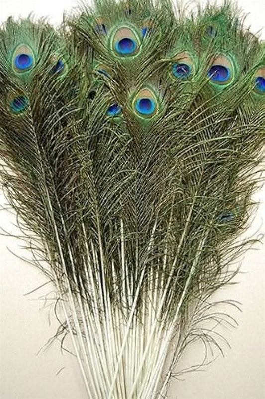 14921 - Peacock Feathers Set